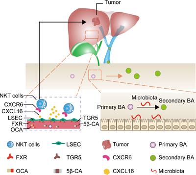Obeticholic acid and 5β-cholanic acid 3 exhibit anti-tumor effects on liver cancer through CXCL16/CXCR6 pathway